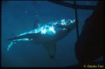 Diver in cage & Great White 02