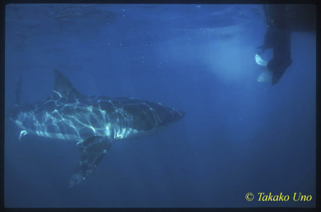 Great White uw 106