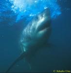 Great White uw 114z