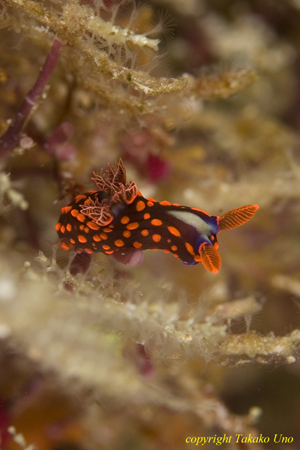 Nembrotha sp. 01 0958 ra.  Note the large pale-blue pustule on midline, just posterior to rhinophores.  Undetermined small speci