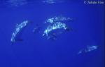 Atlantic Spotted Dolphins uw 02 081803