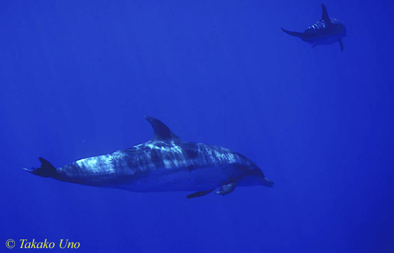 Atlantic Spotted Dolphins uw 03 081803