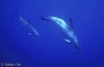 Atlantic Spotted Dolphins uw 04 081803