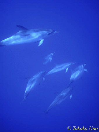 Atlantic Spotted Dolphins uw 05 081803