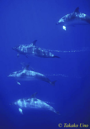 Atlantic Spotted Dolphins uw 06 081803