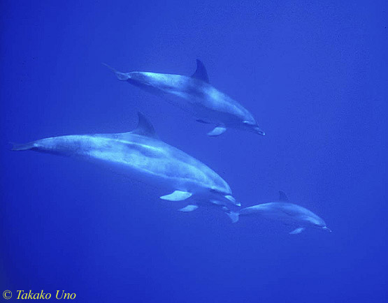 Atlantic Spotted Dolphins uw 07 081803