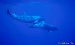 Bottlenosed Dolphins 03 082003