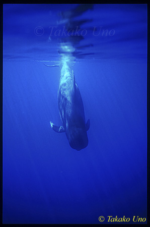 Pilot Whale, Shorfin azores ur uw 01