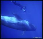 Pilot Whale, Shortfin & snorkeler azores uw 01