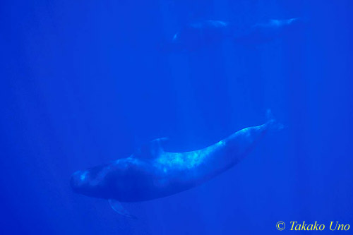 Pilot Whale 07 0803