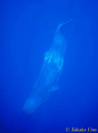 Sperm Whale 01 0803