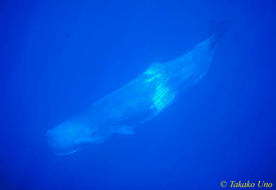 Sperm Whale 02 0803