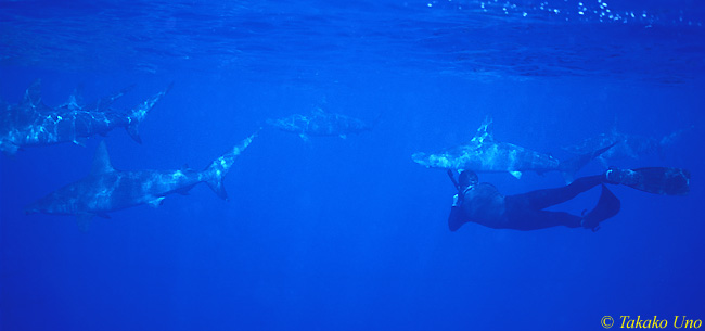 Hammerhead Sharks & Stephen 02