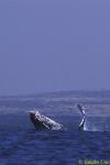 Humpback Whale 01 breaching