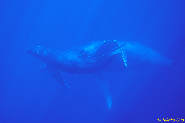 Humpback Whale 06
