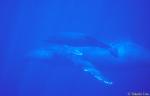 Humpback Whale 07