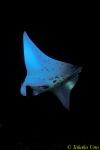 Manta Ray 02