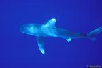 Oceanic Whitetip Shark 01