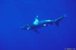 Oceanic Whitetip Shark 03 & Pilot Fish