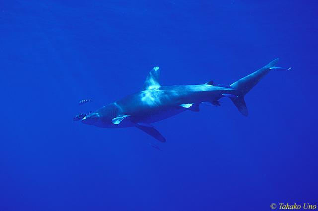 Oceanic Whitetip Shark 03 & Pilot Fish