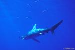 Oceanic Whitetip Shark 04 & Pilot Fish