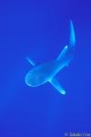 Oceanic Whitetip Shark 05 & Pilot Fish
