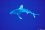 Oceanic Whitetip Shark 06