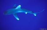 Oceanic Whitetip Shark 07