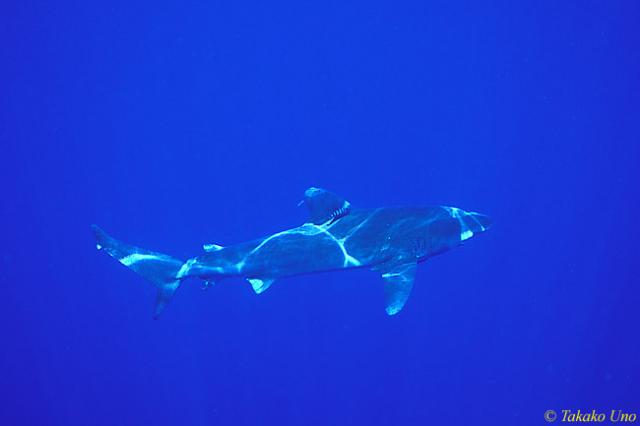Oceanic Whitetip Shark 08