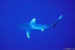 Oceanic Whitetip Shark 09