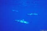 Pan Tropical Dolphins 01