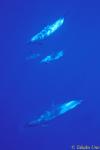 Pan Tropical Dolphins 03a