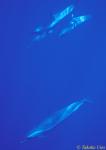 Pan Tropical Dolphins 04