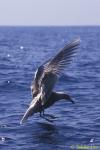 Sea Gull 01 very rare in Hawaii