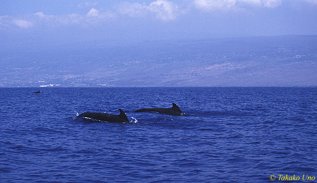 Short-finned Pilot Whales 01