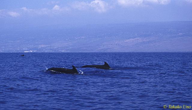 Short-finned Pilot Whales 01