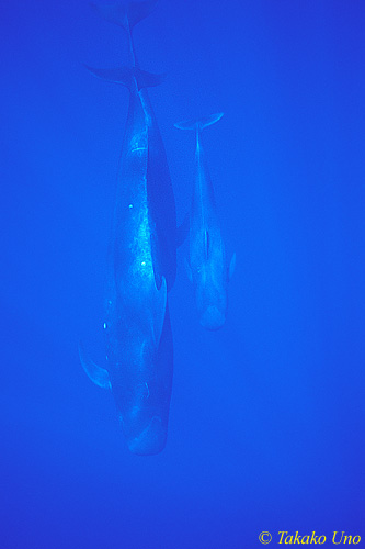 Short-finned Pilot Whales 04 mom, juvenile & young calf