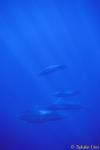 Short-finned Pilot Whales 05