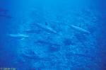 Spinner Dolphins 01