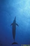 Spinner Dolphins 02
