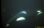 Killer Whale, Norway 04 1600 negative film