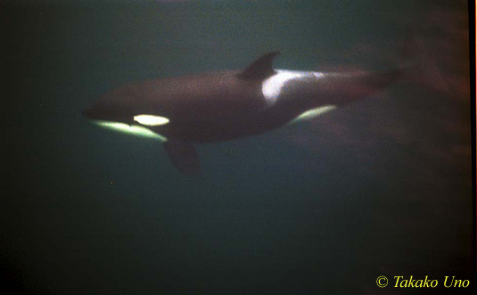 Killer Whale, Norway 01 1600 negative film