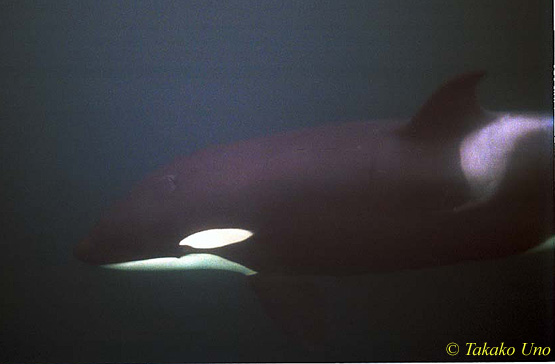 Killer Whale, Norway 02 1600 negative film