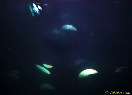 Killer Whale, Norway 06 1600 negative film