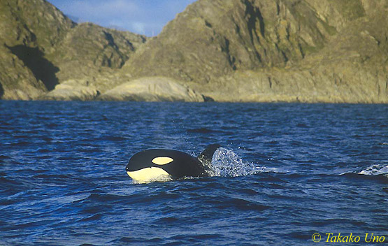 Killer Whale, Norway 09