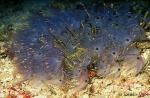 Mysid Shrimps & Tube Anemones, Komodo 01