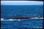 Blue Whale ts 101 California