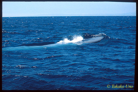 Blue Whale ts 102 California, USA