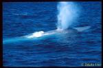 Blue Whale ts 103 California, USA