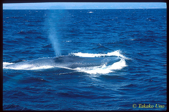 Blue Whale ts 104 California, USA